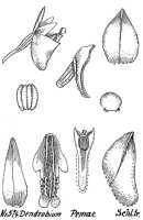Dendrobium pemae: Dendrobium pemae Schltr., drawing R. Schlechter in Repert. Spec. Nov. Regni Veg. Beih. 21 (1923) t. 153, fig. 574