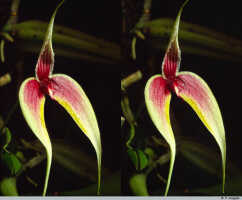 Bulbophyllum maxillare: Bulbophyllum maxillare (Lindl.) Rchb.f., flower, front view, photo P. Jongejan, collection Royal Botanic Gardens, Kew, cult. P. Jongejan 200