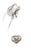 Glomera uniflora: Glomera uniflora J.J.Sm., drawing J.J. Smith, from Versteeg 1512