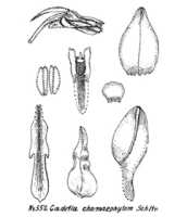 Dendrobium chamaephytum: overview of Dendrobium chamaephytum Schltr.