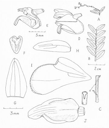 Appendicula maneauensis