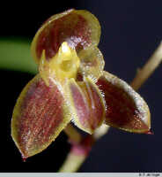 Bulbophyllum orbiculare: Bulbophyllum orbiculare J.J.Sm., flower, oblique lateral view, photo E.F. de Vogel, Leiden cult. 20030259