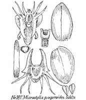 Crepidium paguroides: overview picture