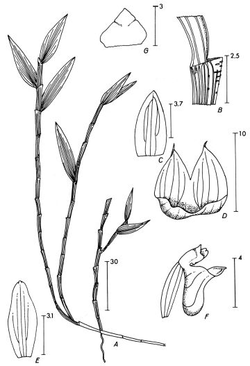 Glomera triangularis