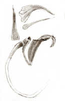 Dendrobium stelliferum: Dendrobium stelliferum J.J.Sm., drawing J.J. Smith, based on Docters van Leeuwen 9551