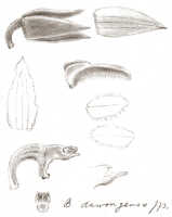 Bulbophyllum dawongense: Bulbophyllum dawongense J.J.Sm., floral analysis, drawing J.J. Smith, from Mayr 915