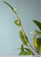 Dendrobium rhipidolobum: Dendrobium rhipidolobum Schltr., habit, photo E.F. de Vogel, based on Leiden cult. 24546 (from the Moluccas: Buru)