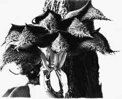 Bulbophyllum phalaenopsis: Bulbophyllum phalaenopsis J.J.Sm., flowers, photo D.O.L. Cornelius