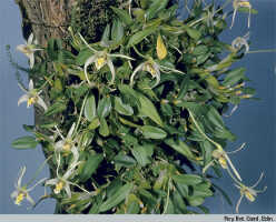 Dendrobium chrysotropis: Dendrobium chrysotropis Schltr., habit, photo Roy. Bot. Gard. Edin.