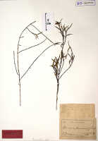 Glomera amboinensis: Glomera amboinensis (Ridl.) J.J.Sm., as Glossorhyncha amboinensis Ridl., herbarium sheet, Teijsmann s.n. (Ambon, Mt. Salahuta), holotype specimen (BO)