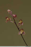 Bulbophyllum orbiculare: Bulbophyllum orbiculare J.J.Sm., inflorescence, photo A. Schuiteman, Leiden cult. s.n.