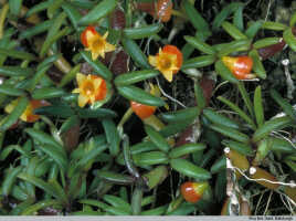 Mediocalcar decoratum: Mediocalcar decoratum Schuit., habit, photo Royal Botanic Garden Edinburgh, based on Edinburgh cult. 682927