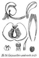 Corybas umbonatus: Corysanthes umbonata Schltr., from Repert. Spec. Nov. Regni Veg. Beih. 21 (1923) t. 12, fig. 36
