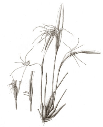 Dendrobium tortitepalum