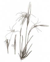 Dendrobium tortitepalum: Dendrobium tortitepalum J.J.Sm., habit, drawing Darmosoediro, based on Ajoeb 80