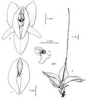 Crepidium seleniglossum: Crepidium seleniglossum (Schltr.) Szlach. (as Pseudoliparis seleniglossa (Schltr.) Szlach. & Marg.). Drawing by Szlachetko in  Adansonia 21 (1999) 277