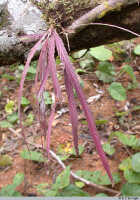 Podochilus scalpelliformis: Podochilus scalpelliformis Blume, plant on trunk of felled roadside tree, photo E.F. de Vogel, PNG, Western Prov.