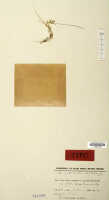 Taeniophyllum longicaule: Taeniophyllum longicaule (J.J.Sm.) Kocyan & Schuit. (as Microtatorchis triloba J.J.Sm.), herbarium sheet, Lam 1495 (holotype specimen L)