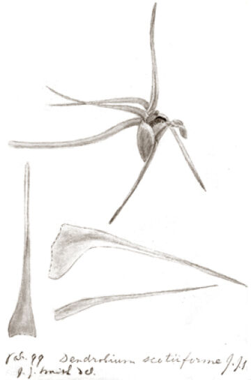 Dendrobium scotiiforme