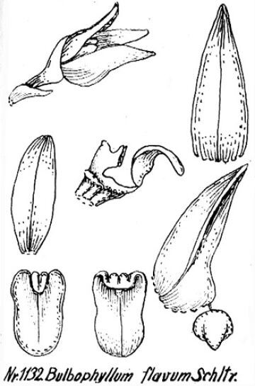 Bulbophyllum flavum