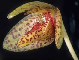 Bulbophyllum brachygnomon: Bulbophyllum brachygnomon J.J.Verm., Schuit. & de Vogel, flower, oblique lateral view, photo P. Jongejan, collection Royal Botanic Garden Kew, cult. P. Jongejan 1588