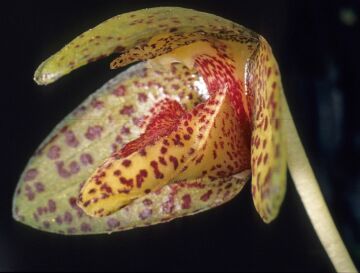 Bulbophyllum brachygnomon
