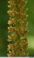 Crepidium ophrydis: Crepidium ophrydis (J.Koenig) M.A.Clem. & D.L.Jones , inflorescence, photo J. Meijvogel, Leiden cult. 914208, from Borneo, Sarawak