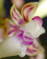 Robiquetia wariana: Robiquetia wariana (Schltr.) Kocyan & Schuit., centre of flower, oblique lateral view, photo Ed de Vogel, Leiden cult. 20031683 (Harris 1632), from Papua New Guinea, Central Highlands Prov.
