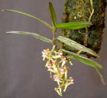 Robiquetia wariana: Robiquetia wariana (Schltr.) Kocyan & Schuit., plant with inflorescences, photo Ed de Vogel, Leiden cult. 20031683 (Harris 1632), from Papua New Guinea, Central Highlands Prov.