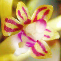 Robiquetia wariana: Robiquetia wariana (Schltr.) Kocyan & Schuit., centre of flower, oblique front view, photo Ed de Vogel, Leiden cult. 20031683 (Harris 1632), from Papua New Guinea, Central Highlands Prov.