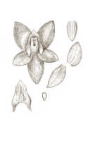 Crepidium moluccanum: Crepidium moluccanum (J.J.Sm.) XXX (as Microstylis zippelii J.J.Sm.), floral analysis, drawing J.J. Smith, based on Versteeg 1207