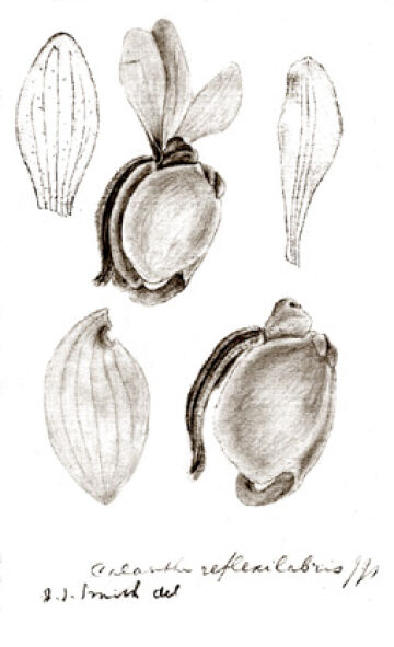 Calanthe reflexilabris