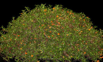 Mediocalcar decoratum: Mediocalcar decoratum Schuit.,plant habit, photo John Cara, based on Cara cult. s.n., from PNG