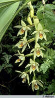 Coelogyne asperata: Coelogyne asperata Lindl., inflorescence, photo J. Meijvogel, Leiden cult. 32243