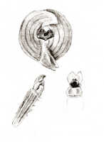 Corybas sexalatus: Corybas sexalatus J.J.Sm., drawing J.J. Smith, from Lam 1779