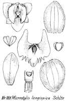 Crepidium longispicum: Crepidium longispicum (Schltr.) Szlach. (as Microstylis longispica Schltr.), drawing R. Schlechter in Repert. Spec. Nov. Regni Veg. Beih. 21 (1923) t. 52, fig. 181