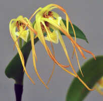 Dendrobium mekynosepalum: Dendrobium mekynosepalum Schltr., flowers, various views, photo Ed de Vogel, based on Leiden cult. 20080721 (de Vogel & Raka) from PNG, West New Britain Prov.