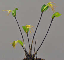 Dendrobium mekynosepalum: Dendrobium mekynosepalum Schltr., plant habit, photo Ed de Vogel, based on Leiden cult. 20080721 (de Vogel & Raka) from PNG, West New Britain Prov.
