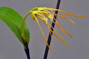 Dendrobium mekynosepalum: Dendrobium mekynosepalum Schltr., flowers, lateral view, photo Ed de Vogel, based on Leiden cult. 20080721 (de Vogel & Raka) from PNG, West New Britain Prov.