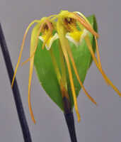 Dendrobium mekynosepalum: Dendrobium mekynosepalum Schltr., flowers, front view, photo Ed de Vogel, based on Leiden cult. 20080721 (de Vogel & Raka) from PNG, West New Britain Prov.