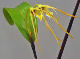 Dendrobium mekynosepalum: Dendrobium mekynosepalum Schltr., flowers, oblique front view, photo Ed de Vogel, based on Leiden cult. 20080721 (de Vogel & Raka) from PNG, West New Britain Prov.