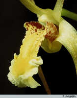 Dendrobium mekynosepalum: Dendrobium mekynosepalum Schltr., flower detail, photo P. Jongejan, based on Jongejan 992