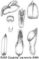 Dendrobium bialatum: Dendrobium bialatum J.J.Sm. (as Cadetia parvula Schltr.), drawing R. Schlechter in Repert. Spec. Nov. Regni Veg. Beih. 21 (1923) t. 146, fig. 549