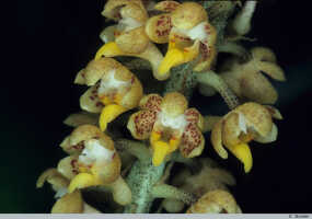 Robiquetia gracilistipes: Robiquetia gracilistipes (Schltr.) J.J.Sm., flowers, cult. and photo G. Stocker, from Papua New Guinea, without locality