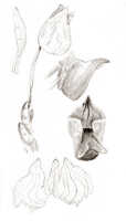 Mediocalcar versteegii: Mediocalcar versteegii J.J.Sm., floral analysis, drawing J.J. Smith, based on Mayr 351