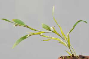 Dendrobium kruizingae: Dendrobium kruizingae de Vogel, E.Winkel & Vugt, habit, photo Ed de Vogel, from the type: Leiden cult. 20081568.