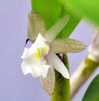 Dendrobium kruizingae: Dendrobium kruizingae de Vogel, E.Winkel & Vugt, photo Ed de Vogel, from the type: Leiden cult. 20081568.