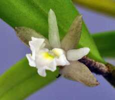 Dendrobium kruizingae: Dendrobium kruizingae de Vogel, E.Winkel & Vugt, photo Ed de Vogel, from the type: Leiden cult. 20081568.