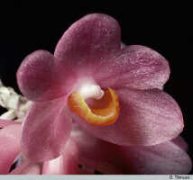 Dendrobium pseudoglomeratum: Dendrobium pseudoglomeratum T.M.Reeve & J.J.Wood, flower, photo D. Titmuss, based on D. Banks cult.