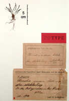 Phreatia matthewsii: Phreatia inversa Schltr., herbarium sheet, Schlechter 14644 (isotype specimen BO)